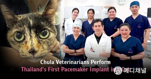 Chula Veterinarians Perform Thailand’s First Pacemaker Implant in a Cat