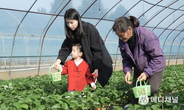 Tourists enjoy the fun of strawberry picking at a farm in Cangxi county.